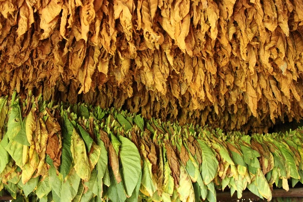 Global Unmanufactured Tobacco Market - Exports form Brazil Declined for the Sixth Year in a Row to $1.9B in 2018